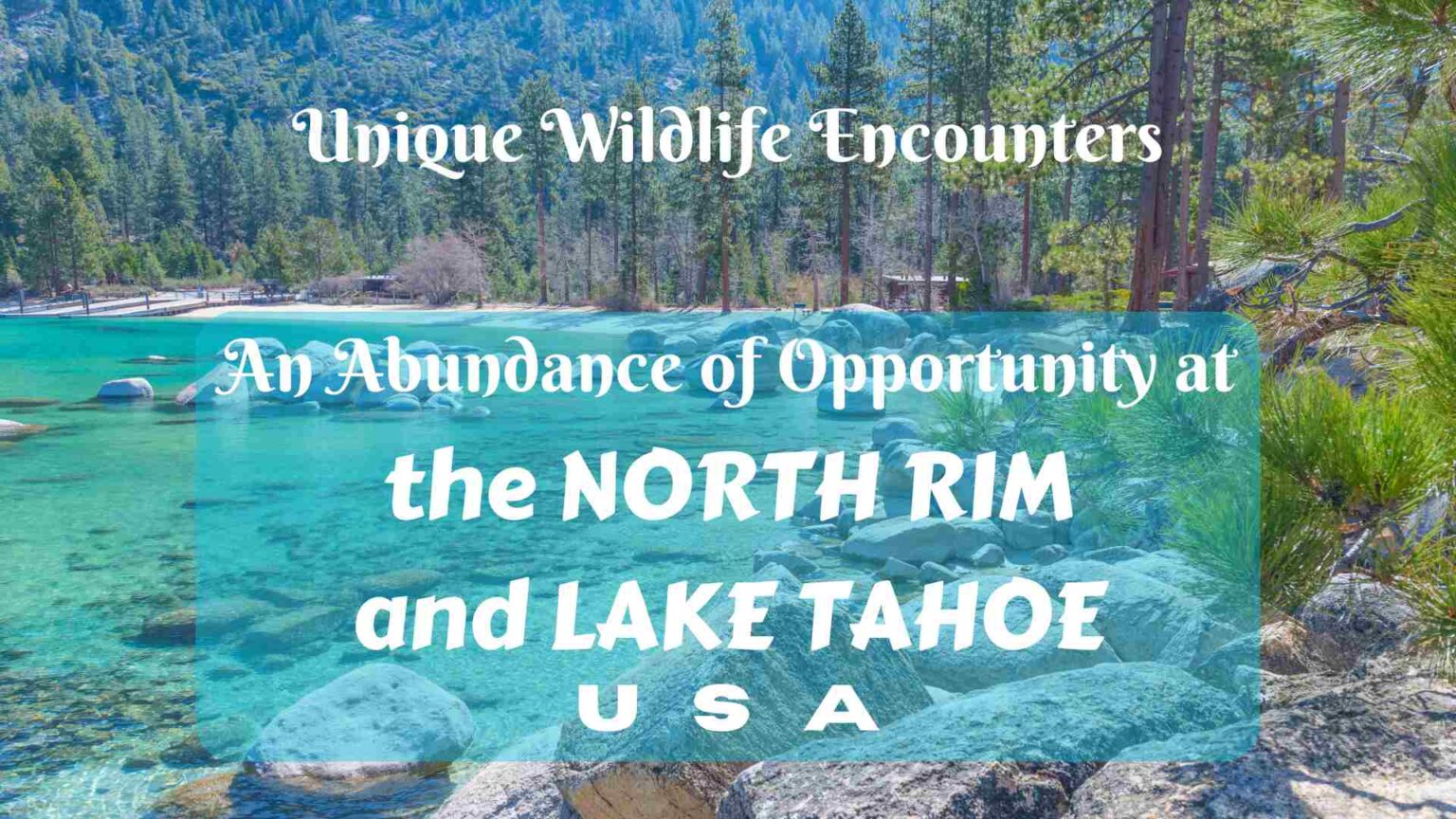 Dozen Lake Rim Unique Wildlife Encounters at the North Rim and Lake Tahoe