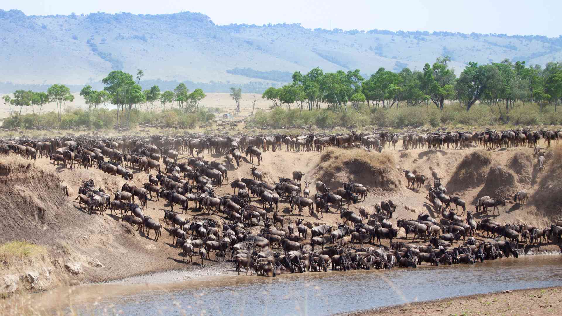 The Great Migration of animals in East Africa