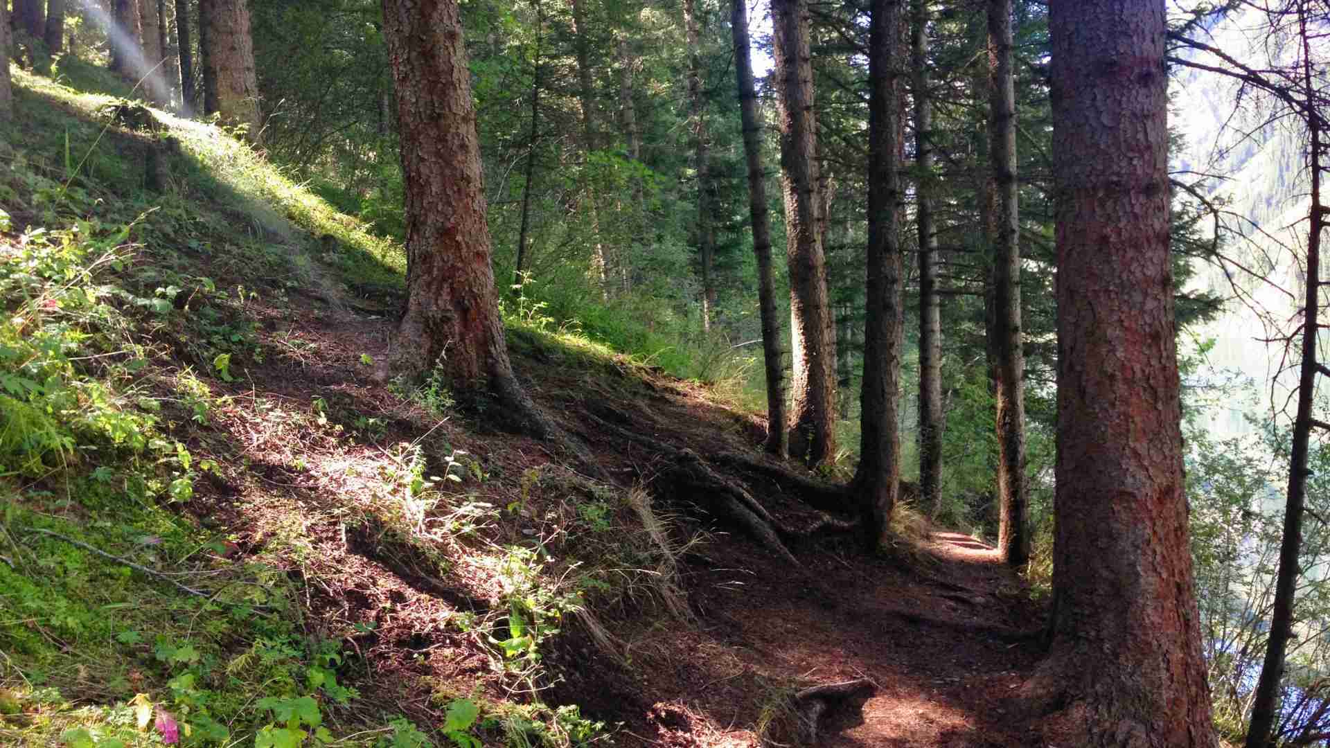 Steep slope is proper mainly for hammock