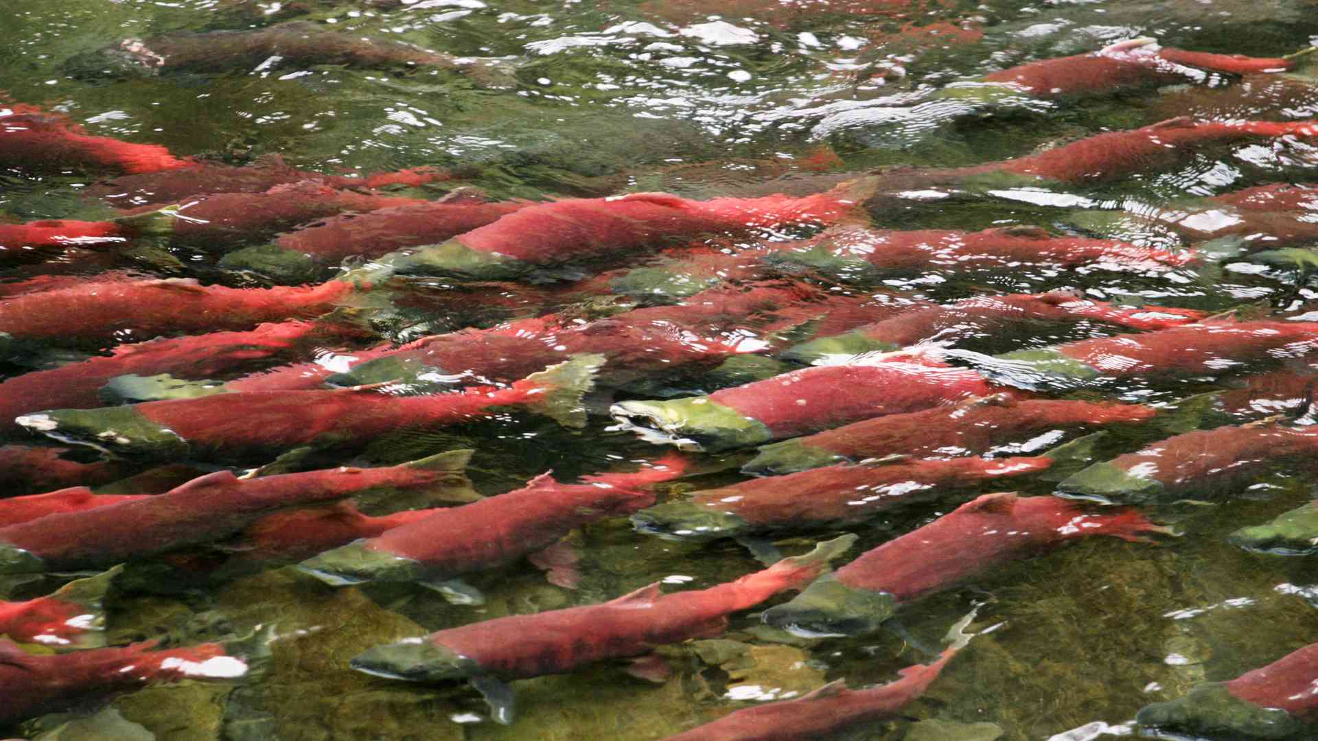 The Annual Salmon Run