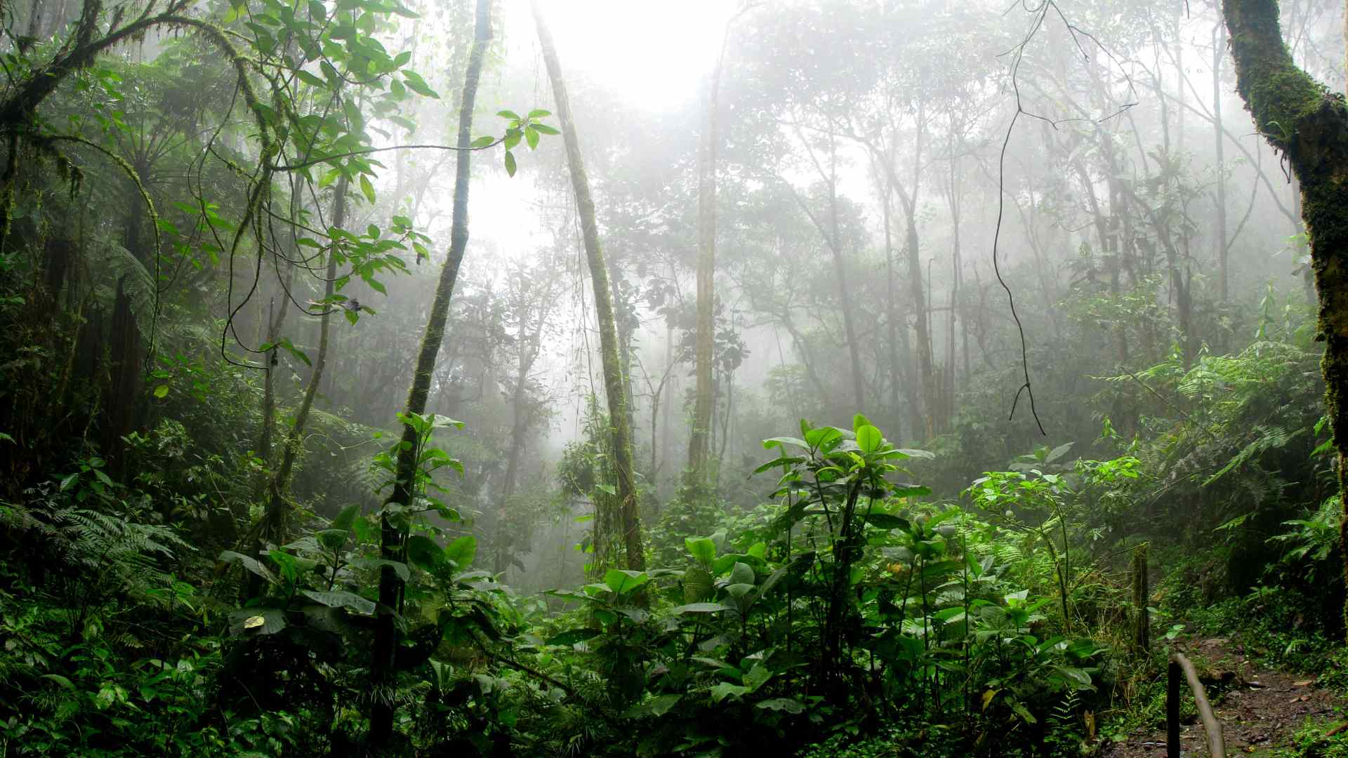 A typical rainforest environment- on flat lowland or mountainous terrain