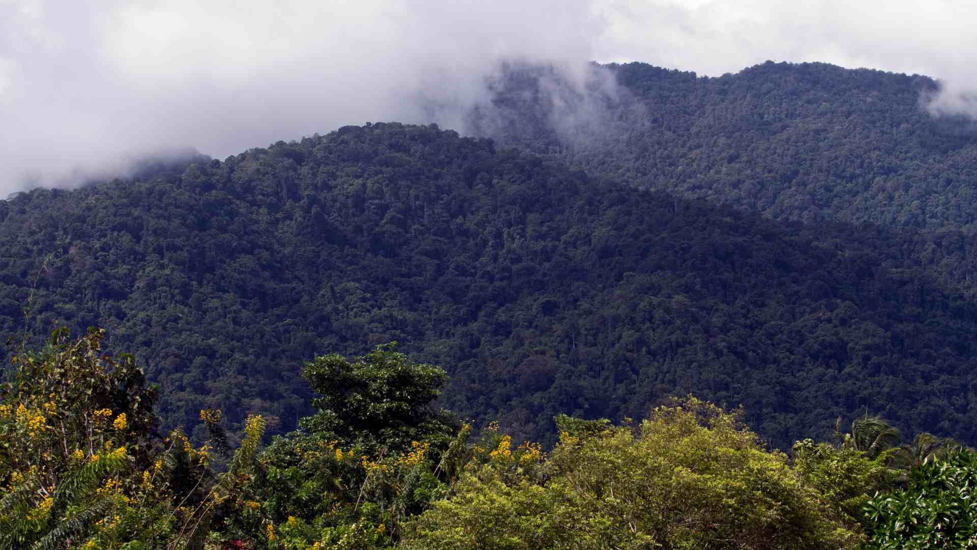 Roads in the mountainous interior of New Guinea have to cross such landscapes
