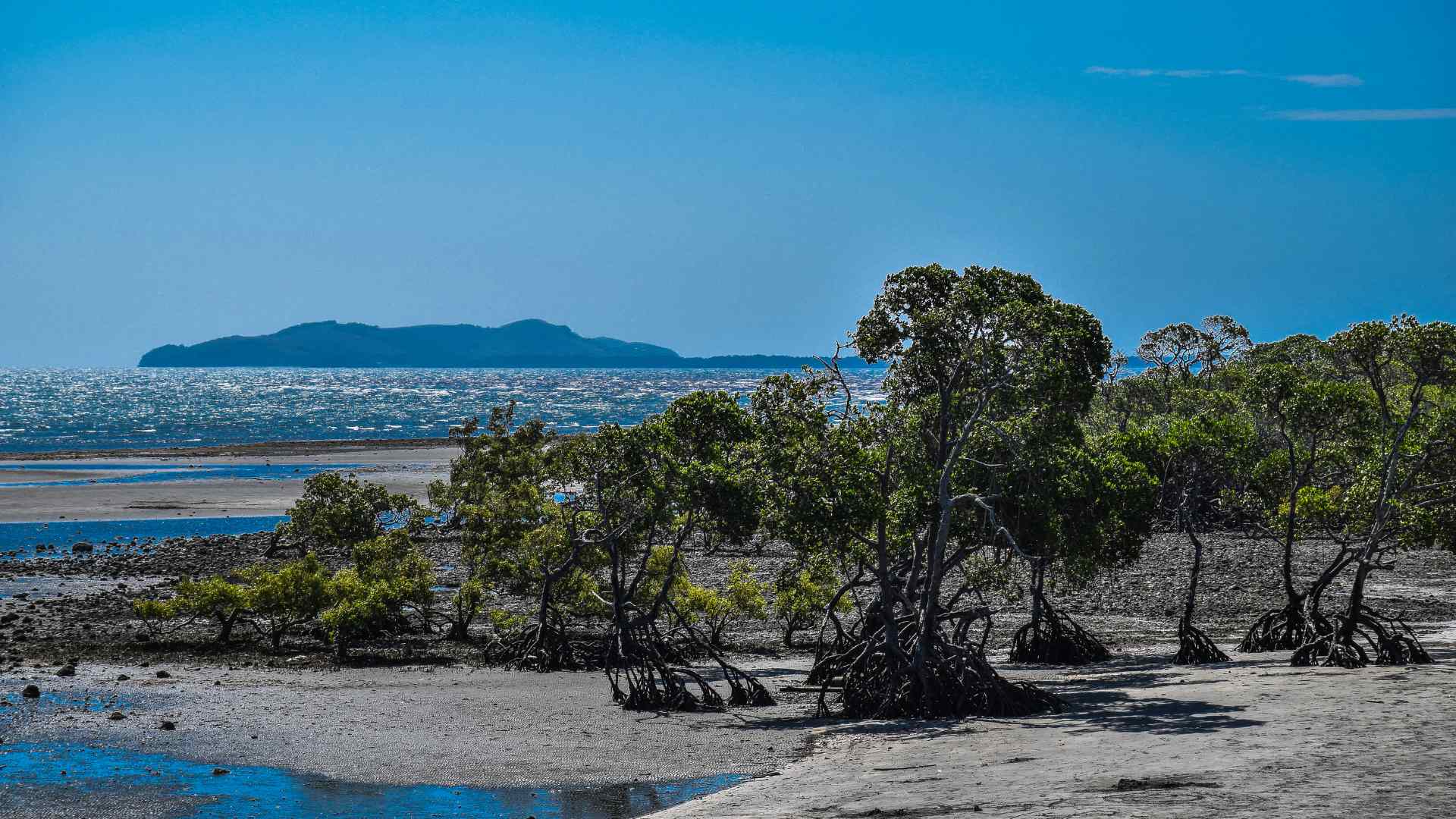 Mangrove coast near Port Moresby