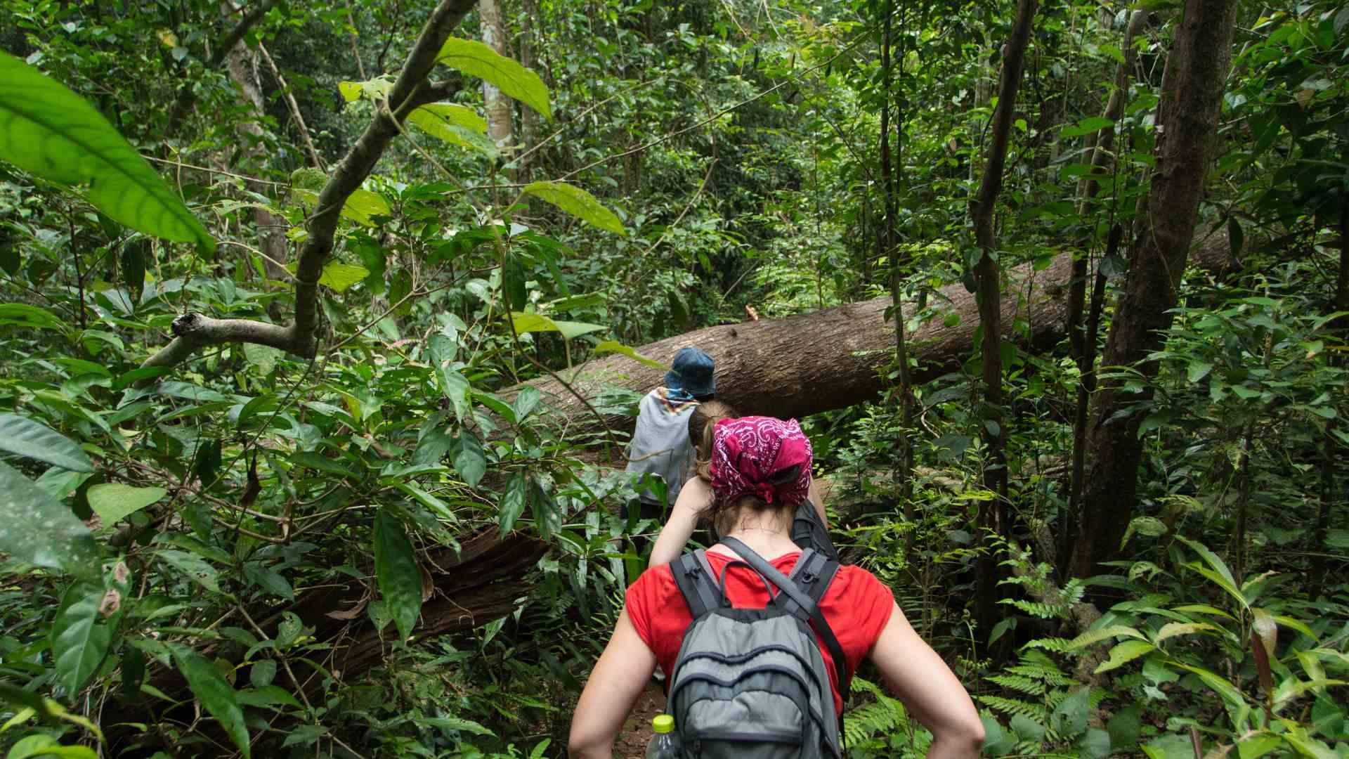 Moving on foot through the jungle