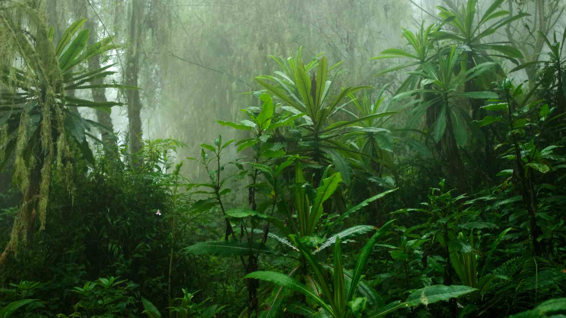 Rain is common in the rainforest zone