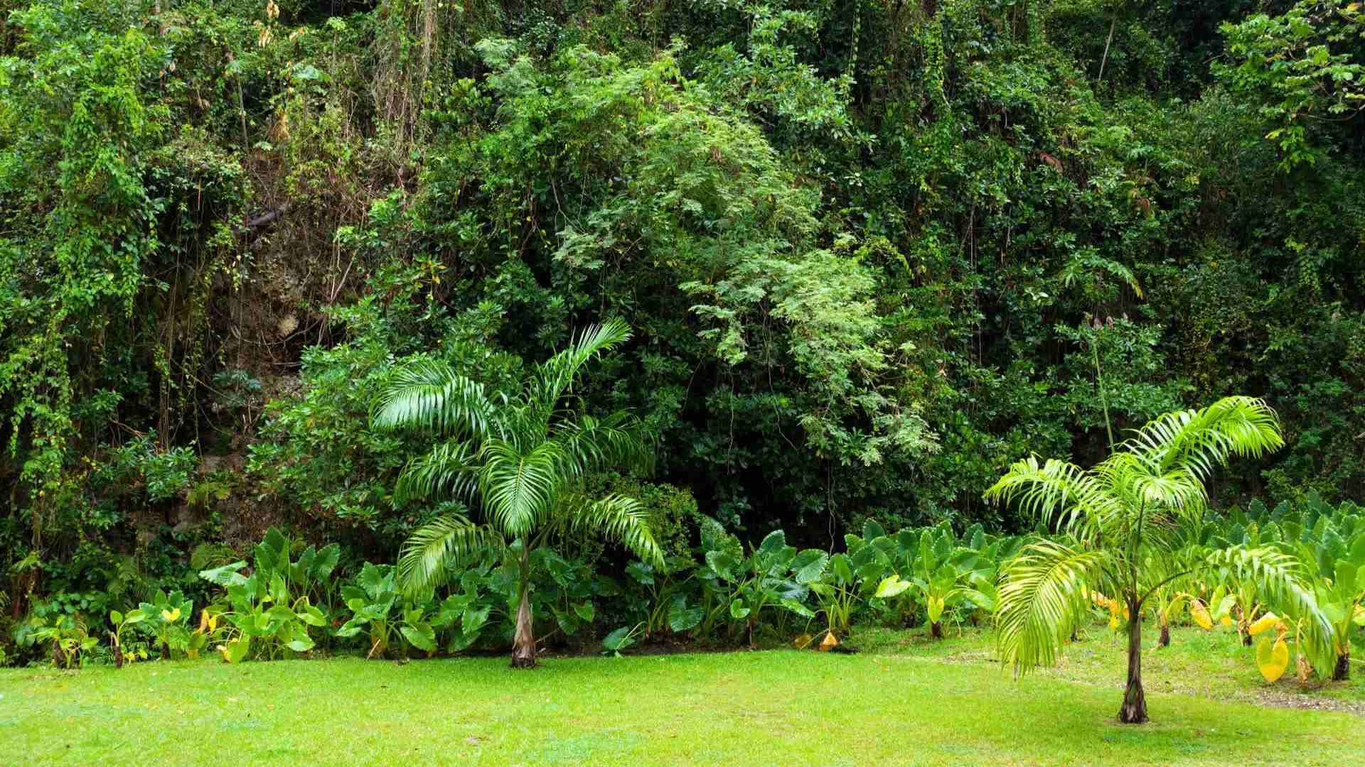 Swamps or other bodies of water are common in the rainforest