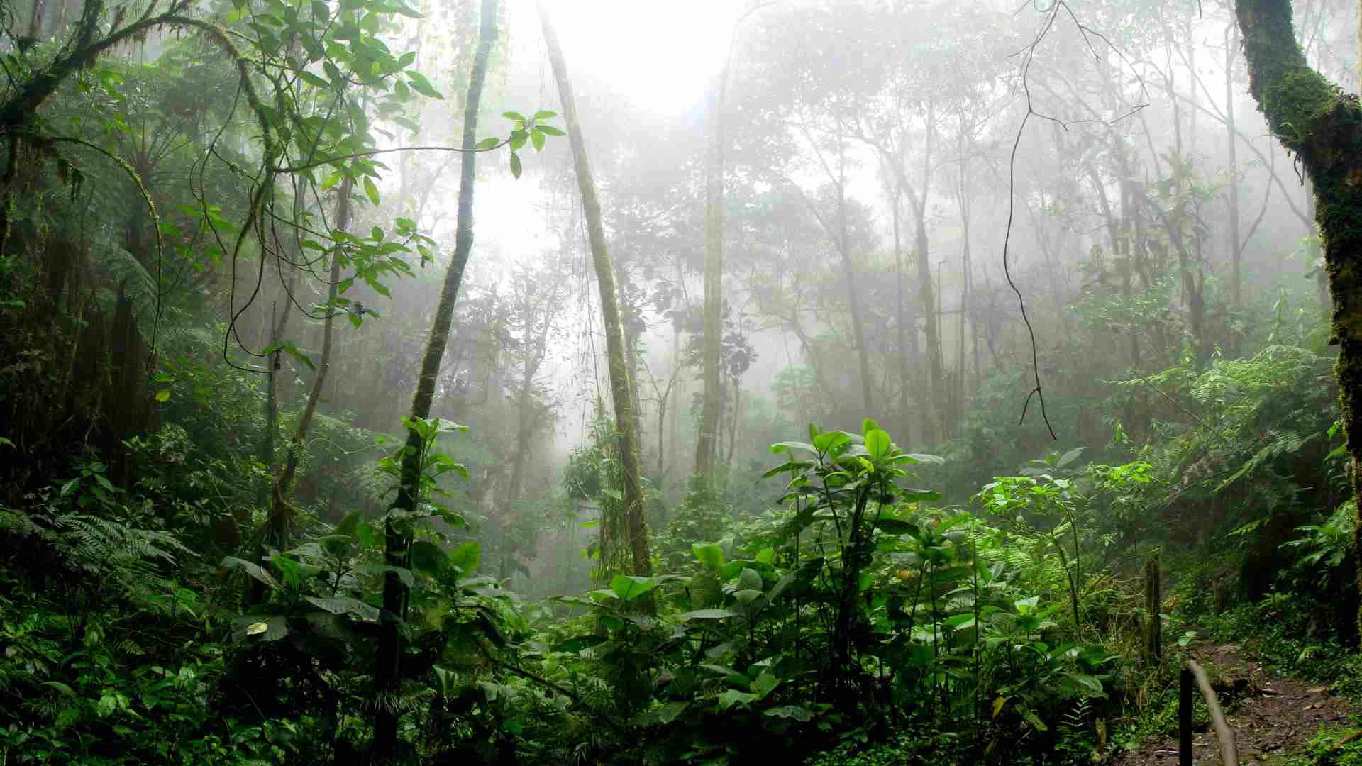 Darien Gap jungle
