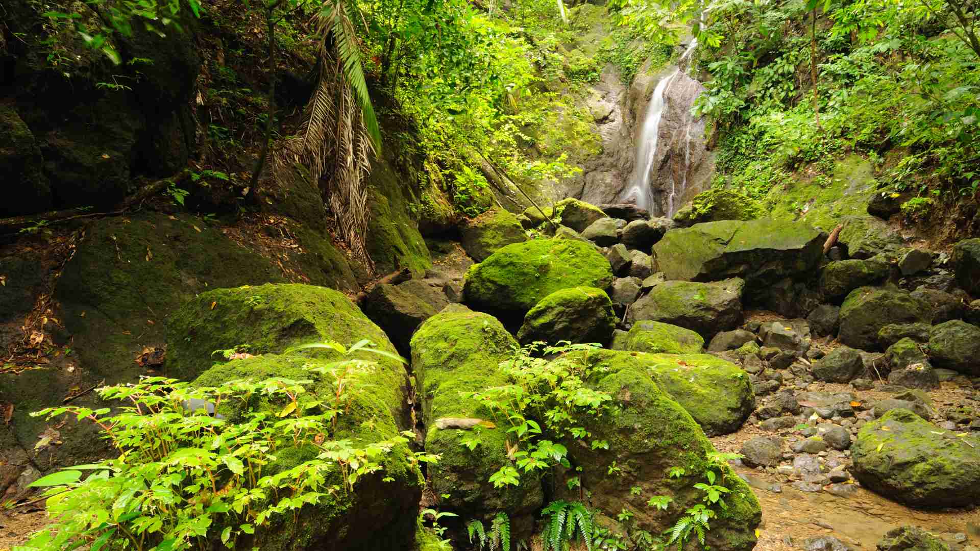 The jungle is beautiful but can be dangerous, especially without good preparation