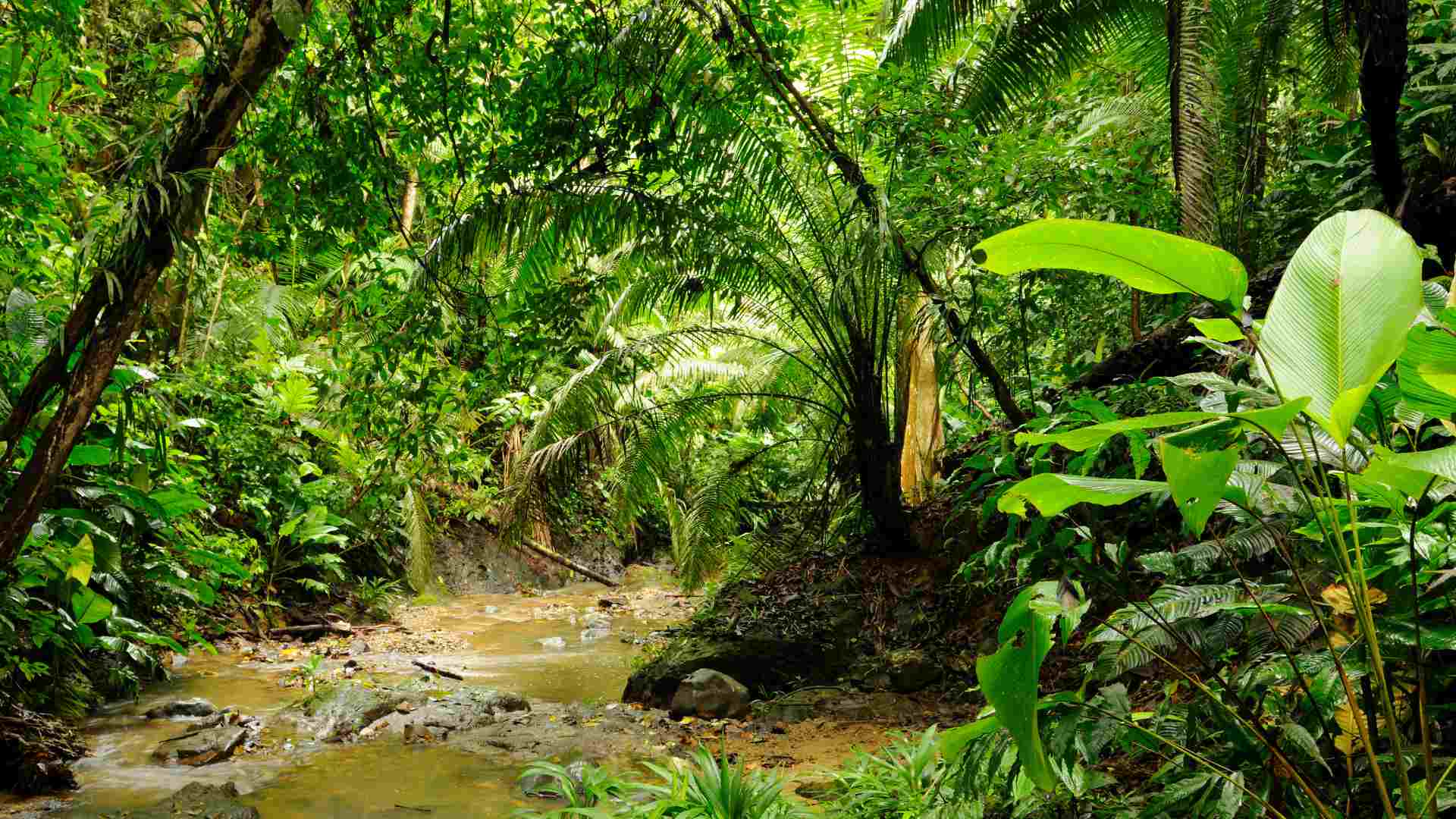 Most of the jungle of the Darien Gap is included in a national park