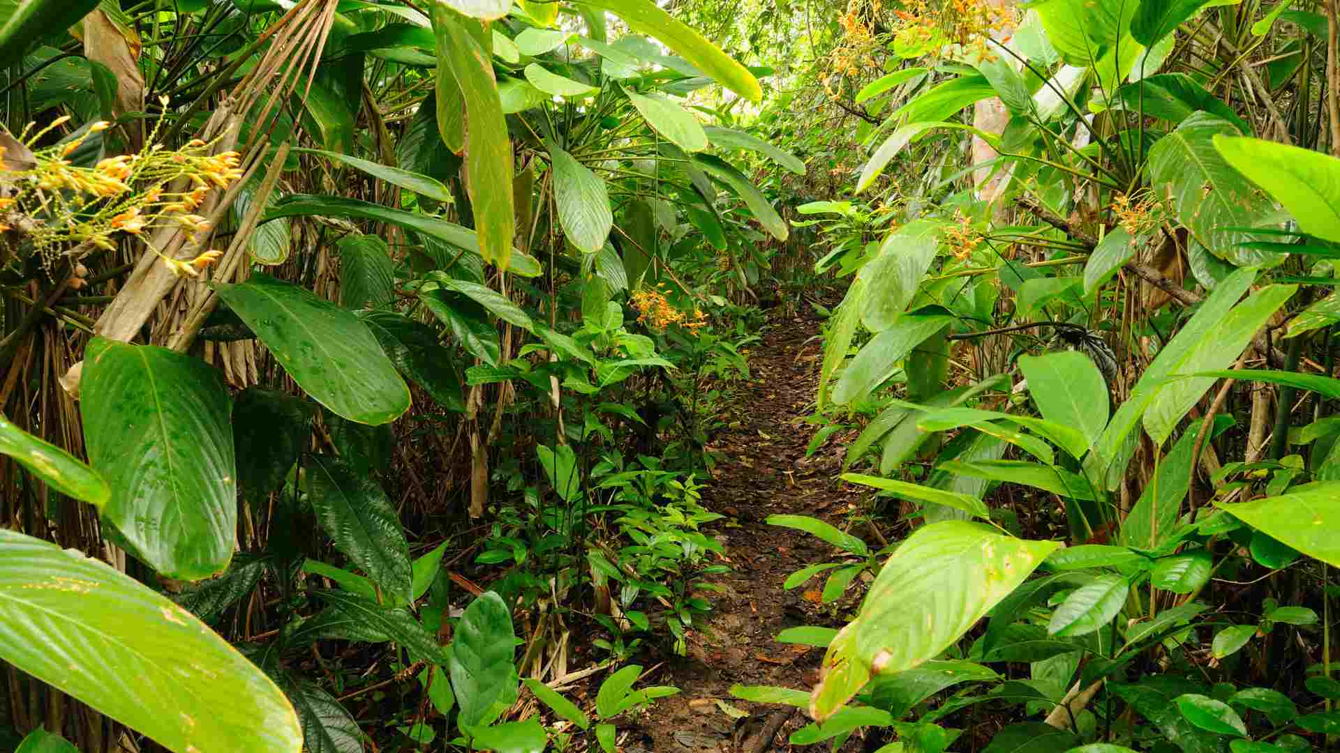 There are only trails through the jungle in the interior of Darien Gap